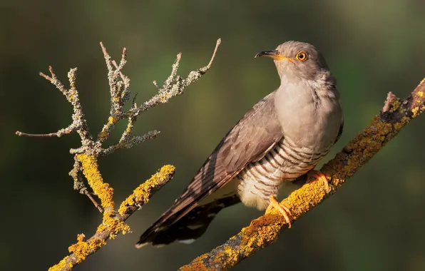 Picture light, branches, background, bird, moss, cuckoo