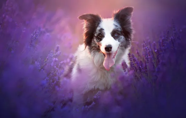 Picture nature, dog, lavender