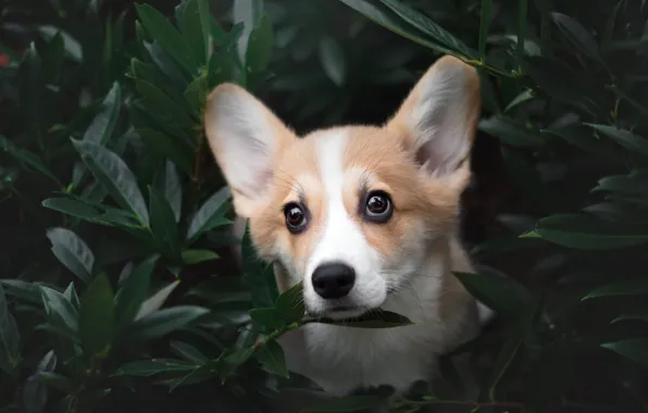 Greens, look, leaves, branches, nature, pose, portrait, dog