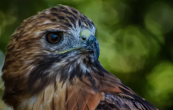 Bird, feathers, beak, Falcon