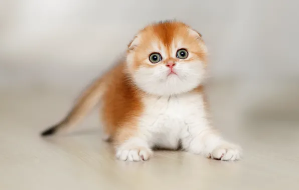 Background, baby, red, kitty, Scottish fold cat, Svetlana Pisareva