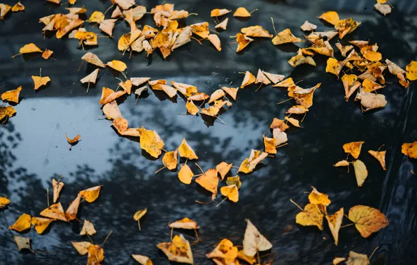 Machine, autumn, leaves, reflection, the dark background, heart, yellow, the hood
