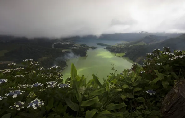 Greens, leaves, clouds, flowers, mountains, fog, lake, overcast