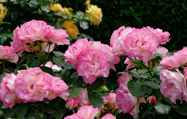 Summer, leaves, flowers, branches, the dark background, roses, garden, pink