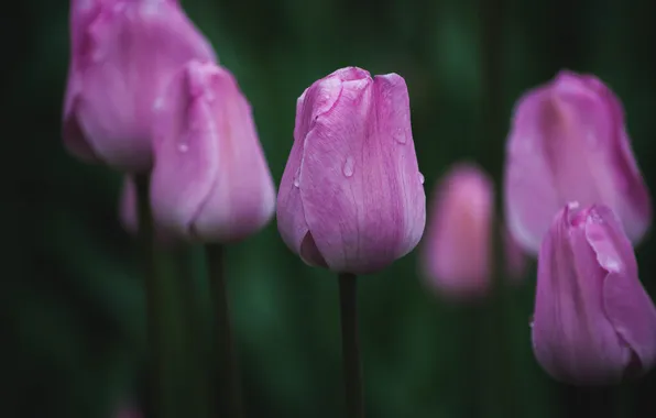 Drops, flowers, the dark background, spring, tulips, pink, buds, flowerbed