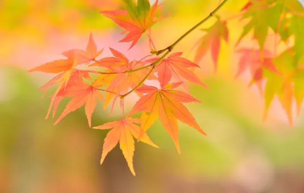 Autumn, leaves, macro, branches, maple