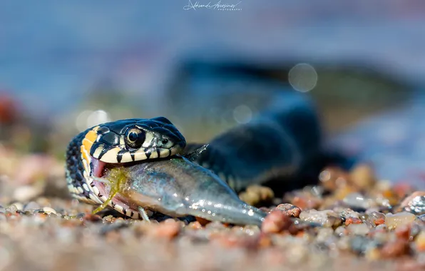 Close-up, snake, fish, bokeh, pebbles, mining, Alexander Abrosimov