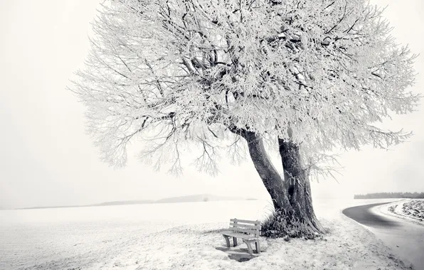 Winter, snow, trees, frozen tree