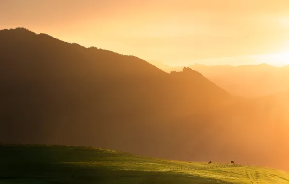 Field, animals, light, mountains, dawn, silhouette