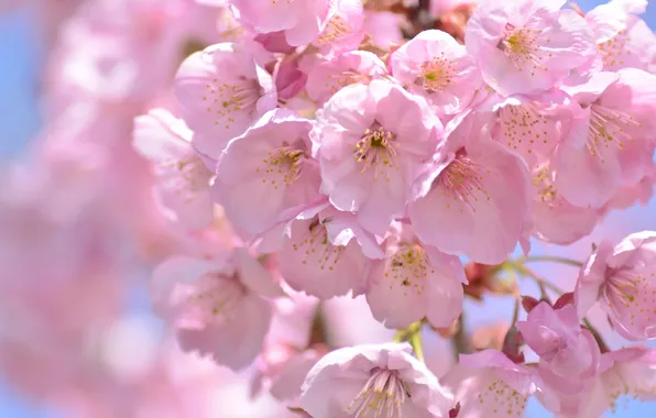 Picture macro, cherry, pink, spring, Sakura