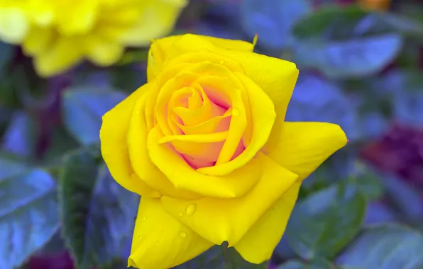 Picture rose, branch, Bud, yellow