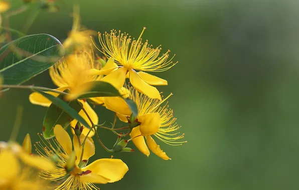 Leaves, flowers, branches, yellow, St. John's wort