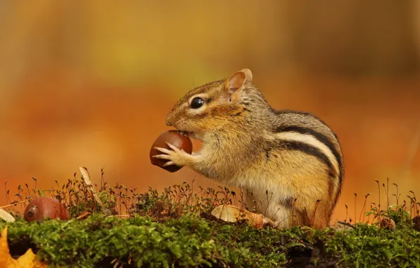 Moss, walnut, profile, Chipmunk, orange background, sitting, acorn, meal