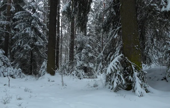 Winter, forest, snow, trees, nature, Finland