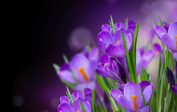 Flowers, petals, crocuses, flower, flowers, beautiful, petals, crocus