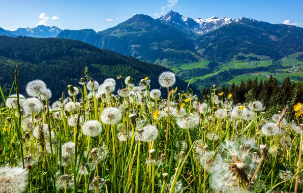 Field, forest, flowers, mountains, blue, the slopes, tops, spring