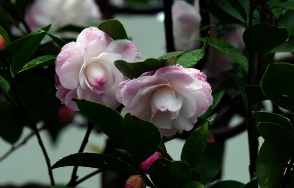 Flowers, Bush, Flowering, Camellia