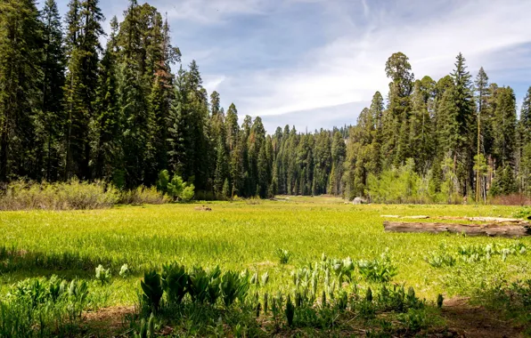 Forest, grass, trees, glade, CA, USA, lawn, Sequoia National prak