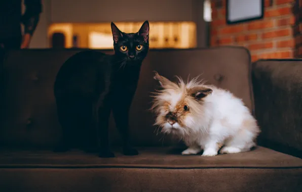 Cat, white, cat, look, pose, house, the dark background, room