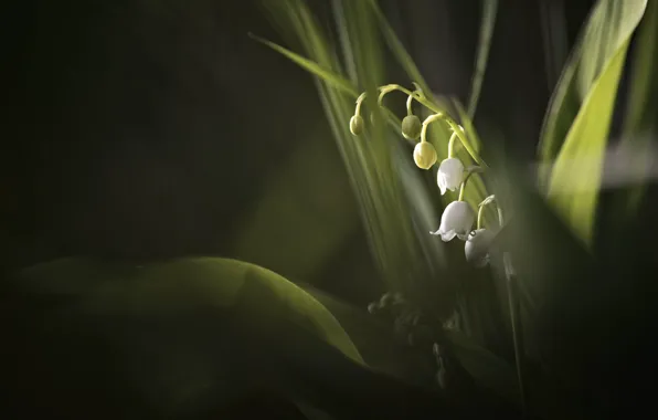 Leaves, macro, spring, Lily of the valley