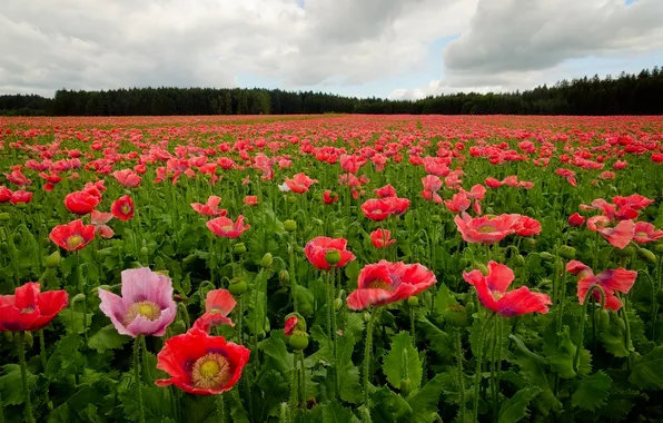 Forest, summer, the sky, clouds, flowers, Maki, dal, meadow