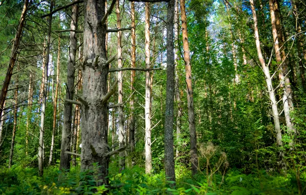 Greens, forest, summer, taiga, Siberia