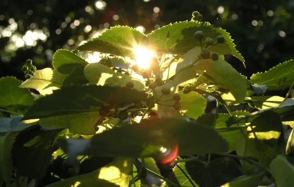 Summer, the sun, macro, trees, sunset, Linden