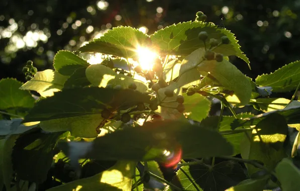 Summer, the sun, macro, sunset, tree, Linden