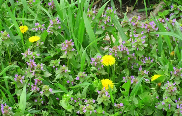 Meadow, dandelions, spring 2018, Meduzanol ©