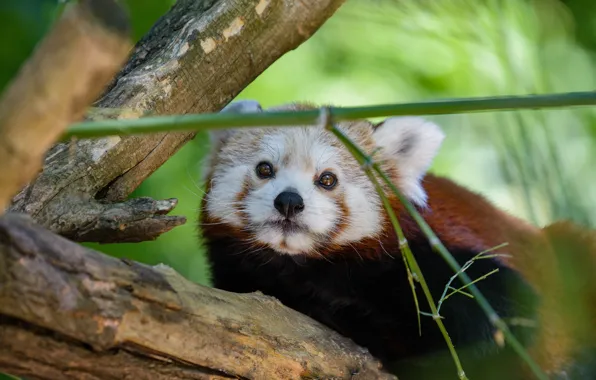 Look, face, background, tree, portrait, Panda, red, red Panda