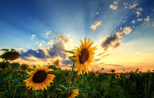 Picture field, the sky, the sun, clouds, sunflowers
