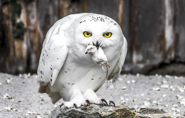 Bird, snowy owl, white owl