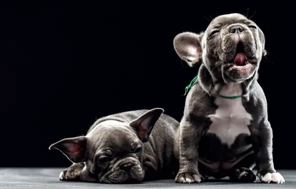 Dogs, background, puppies, kids, French bulldog, Sergey Sorokin