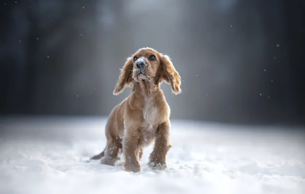 Winter, snow, nature, Park, glade, dog, baby, the snow