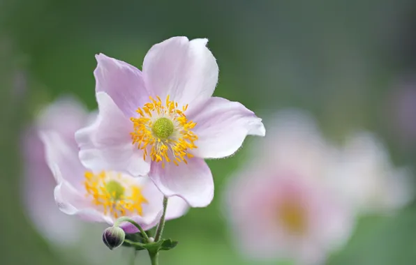 Picture flowers, nature, petals