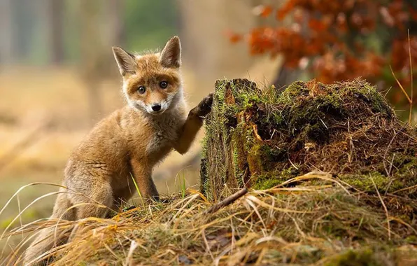 Picture wood, animal, wildlife, baby fox
