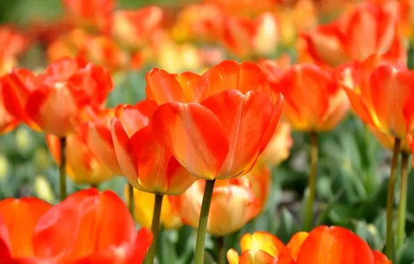 Flowers, orange, spring, tulips, a lot, akrie