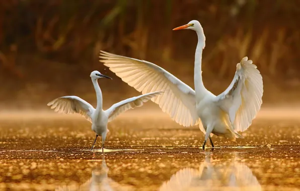 Water, wings, dance, beak, white egret