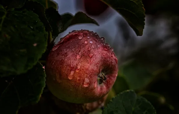 ROSA, DROPS, LEAVES, FOOD, APPLE, The FRUIT