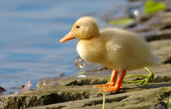 Yellow, bird, shore, baby, duck, chick, pond, goose