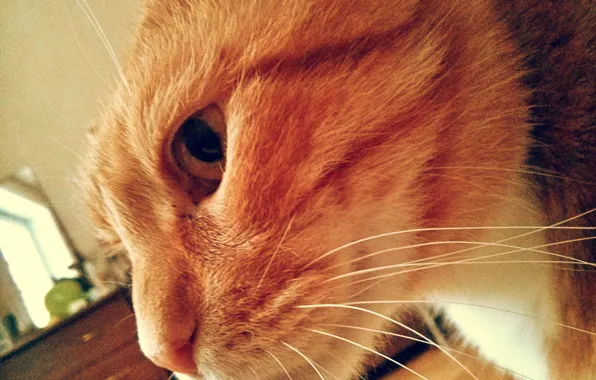 Cat, Cat, kitty, cat, Kote