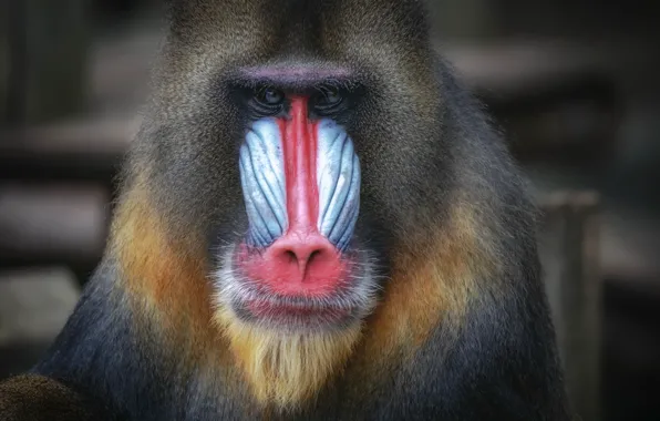 Monkey, primate, Mandrill