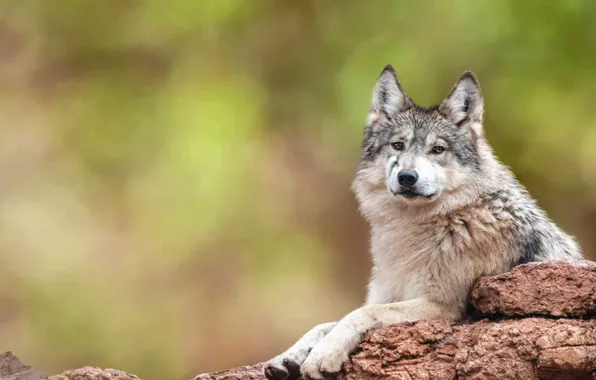 Picture Rock, face, wolf, wildlife, head, fur, mammal, whiskers