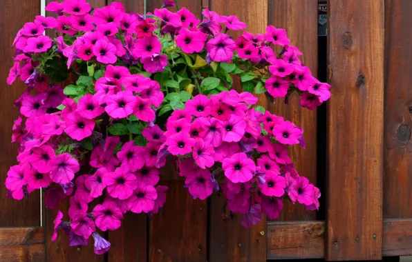 Flowers, raspberry, petunias
