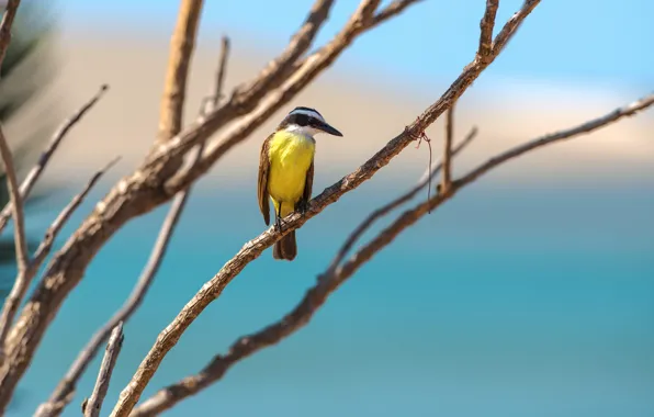 Nature, background, bird