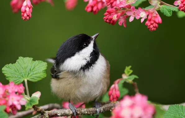 Flowers, bird, branch, spring, pink, flowering, tit, tit