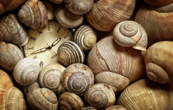 Time, watch, shell