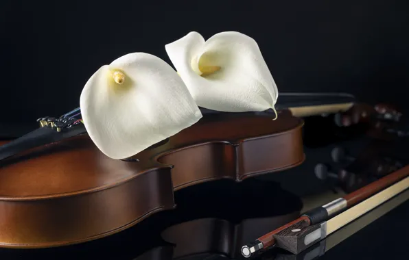 Flowers, reflection, music, table, violin, black background, still life, bow