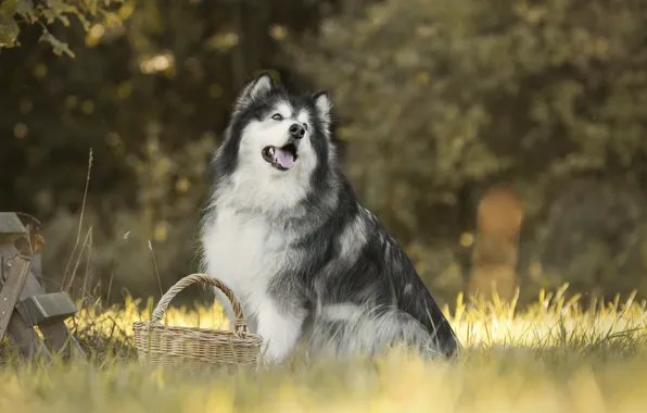 Grass, dog, basket, bokeh