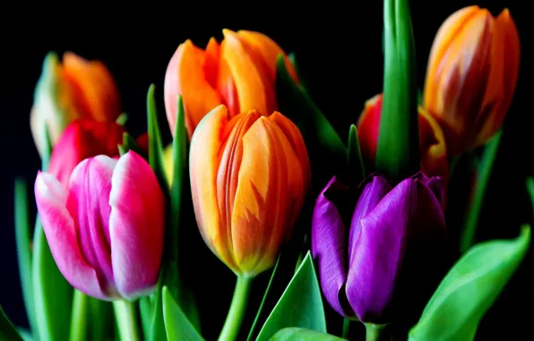 Picture leaves, spring, petals, tulips